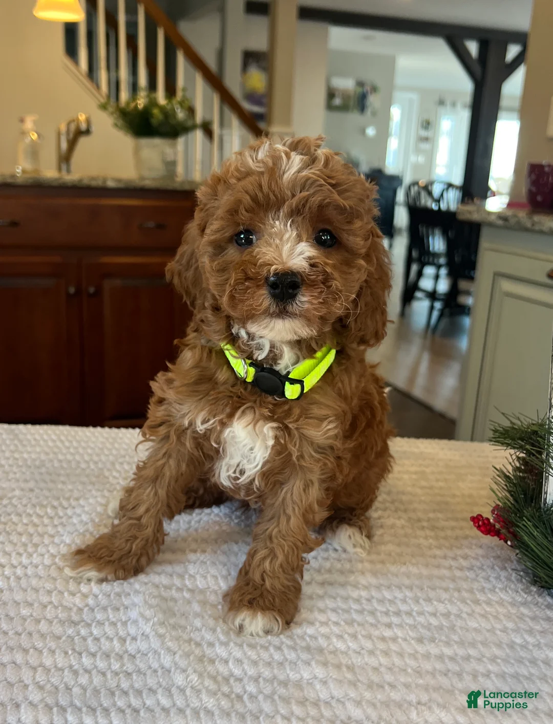 Mini Goldendoodle dogs for sale: Bella - Ad 1