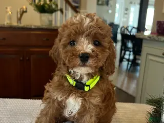 Mini Goldendoodle dogs Bella - Ad 2