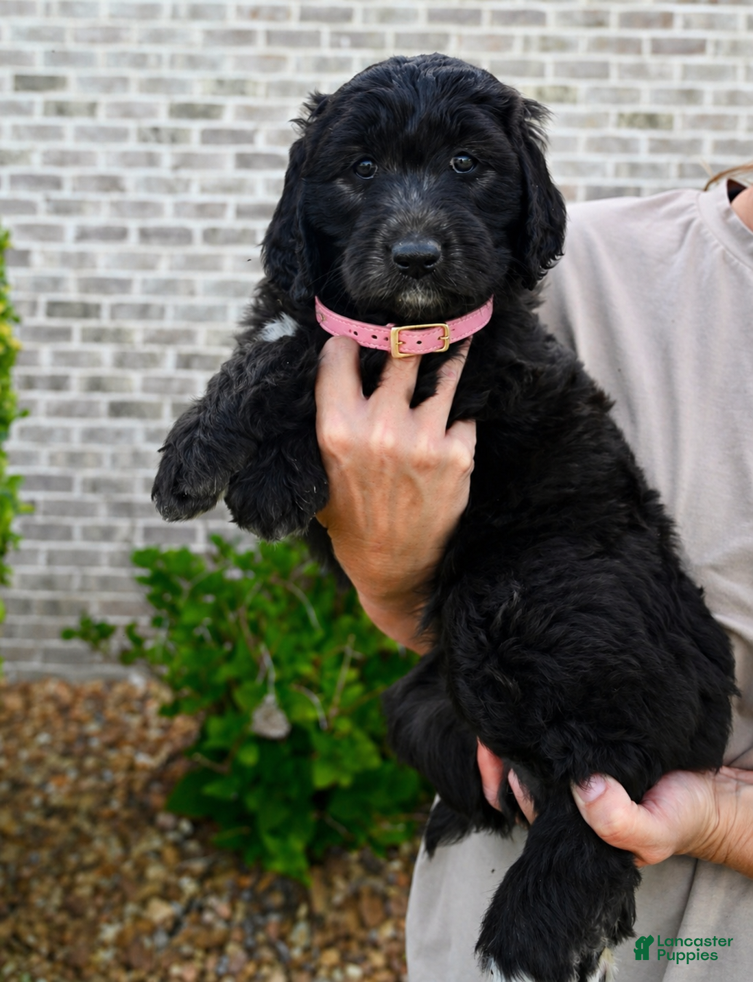 Aussiedoodle dogs Aussiedoodle Puppy 3 - Ad 24