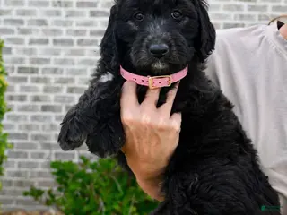 Aussiedoodle dogs Aussiedoodle Puppy 3 - Ad 24
