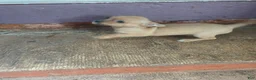 Chihuahua dogs for sale: Chihuahua 2 M - Ad 10