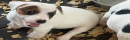 Jack Russell Terrier dogs for sale: Jack Russell Terrier 1 - Ad 3
