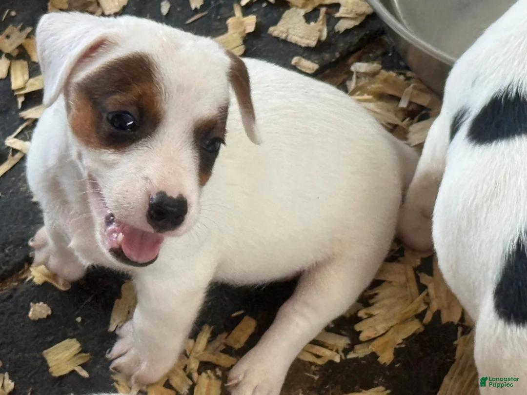Jack Russell Terrier dogs for sale: Jack Russell Terrier 1 - Ad 3