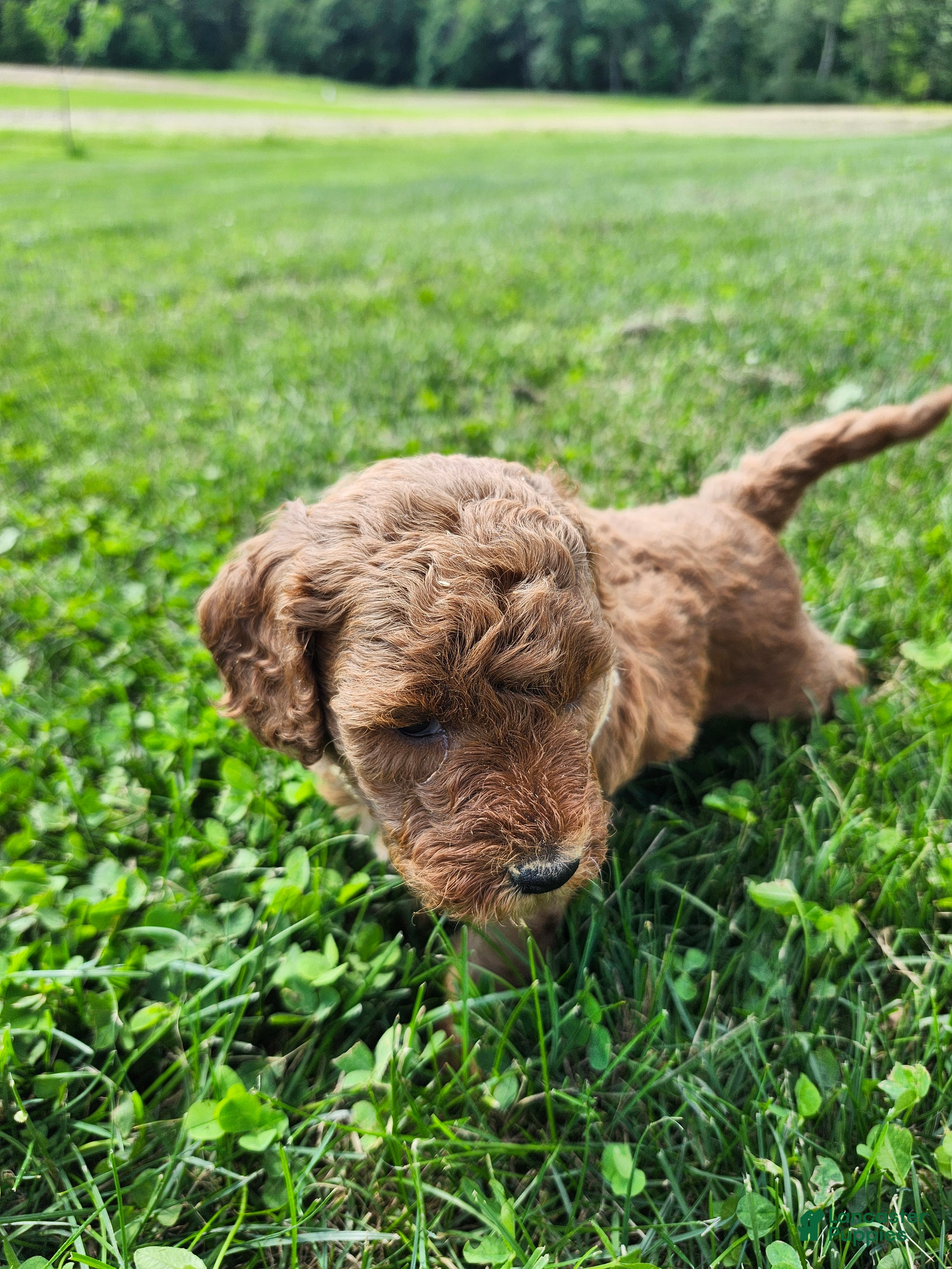 Standard Poodle dogs Rose - Ad 2