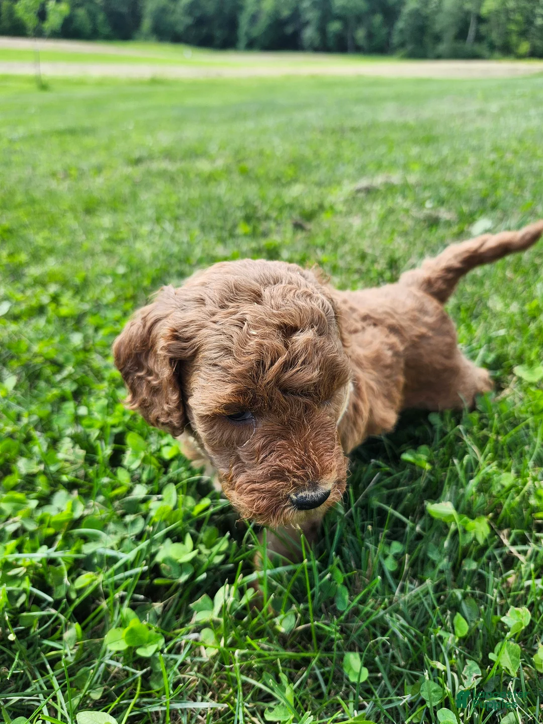 Standard Poodle dogs for sale: Rose - Ad 2