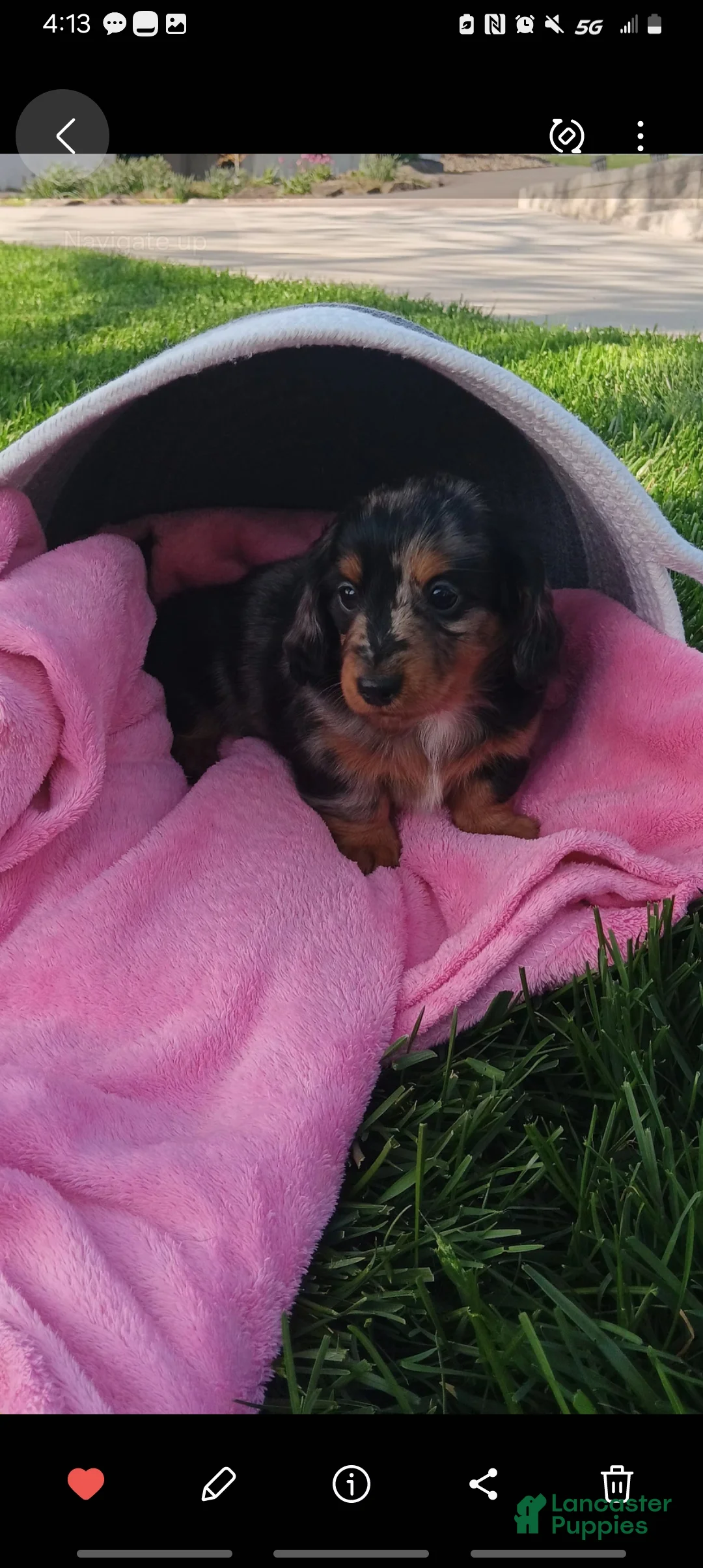 Dachshund dogs for sale: Jenna - Ad 4