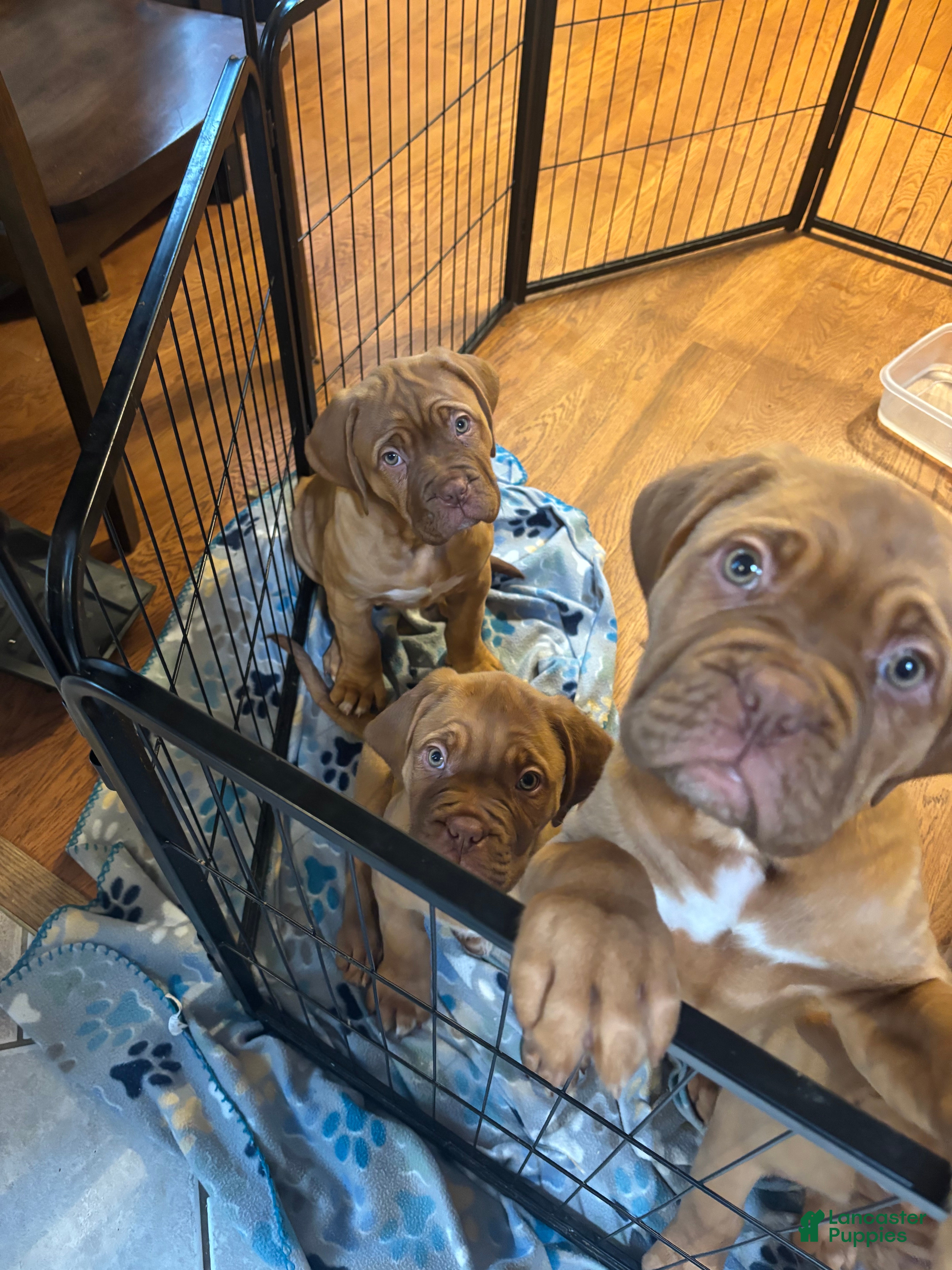 Dogue De Bordeaux dogs Dogue De Bordeaux Puppy 7 - Ad 4