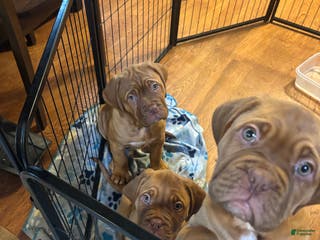 Dogue De Bordeaux dogs Dogue De Bordeaux Puppy 7 - Ad 3