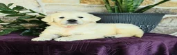 Golden Retriever dogs for sale: Destiny - Ad 2