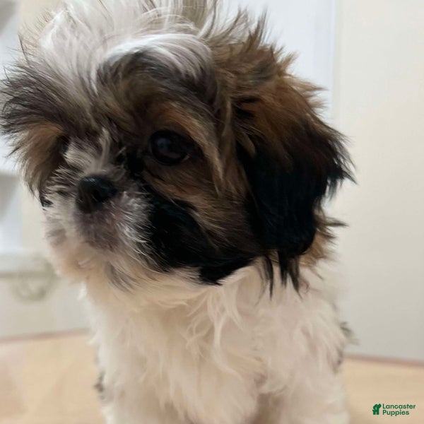 Shih Tzu dogs Leah - Ad 29