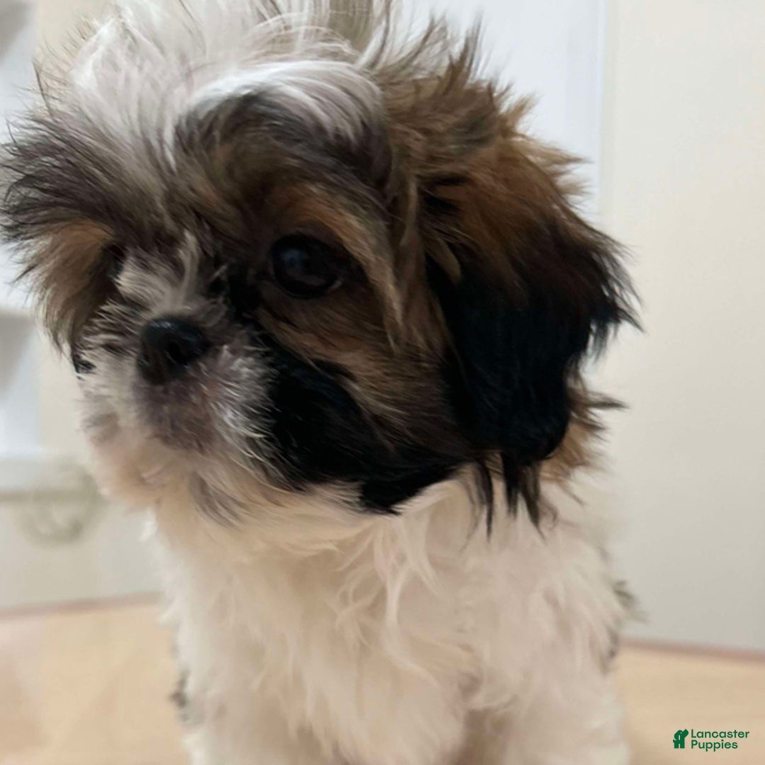 Shih Tzu dogs for sale: Leah - Ad 1