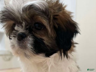 Shih Tzu dogs Leah - Ad 40