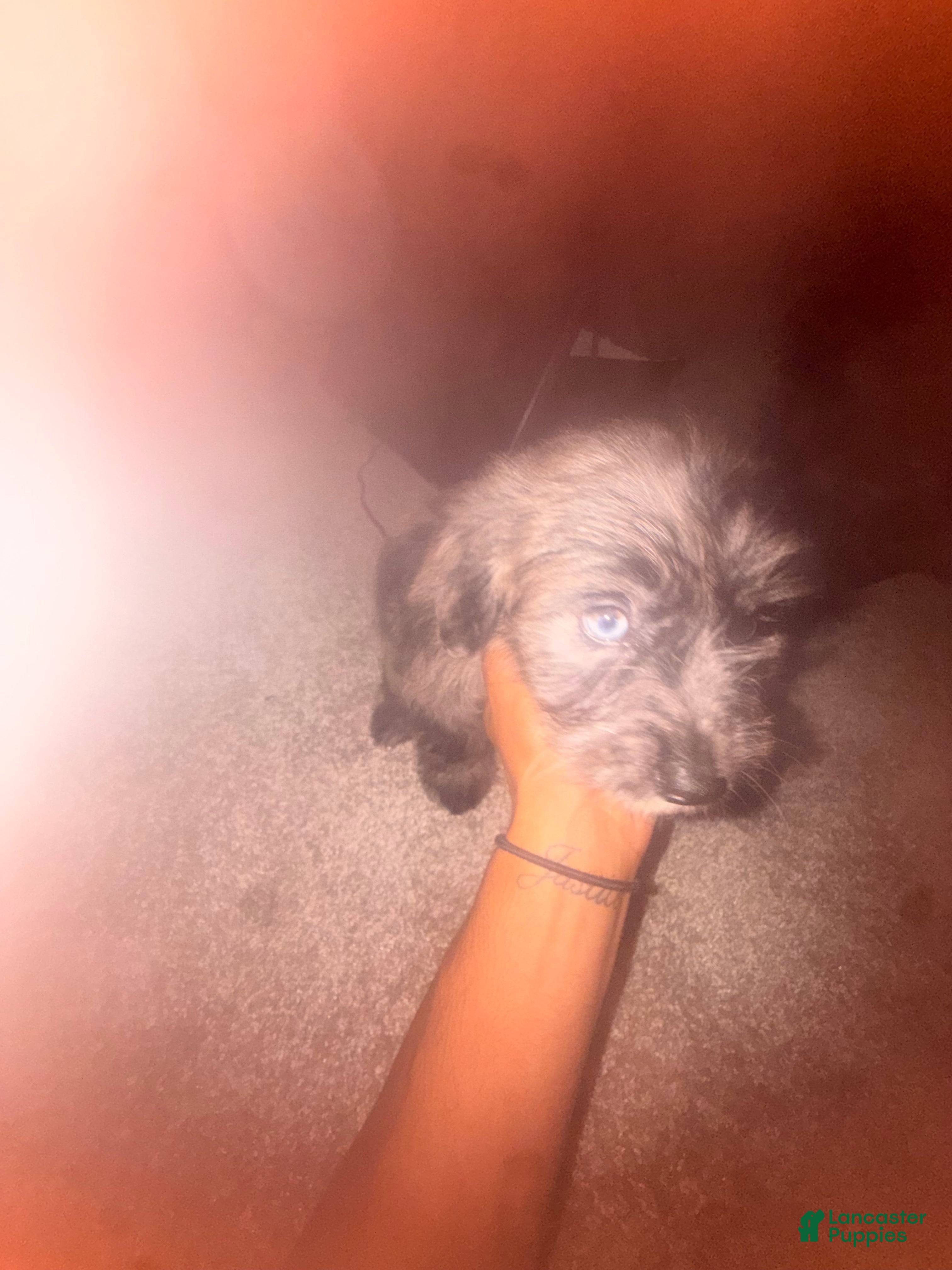 Mini Aussiedoodle dogs Mini Aussiedoodle(Athena) - Ad 1