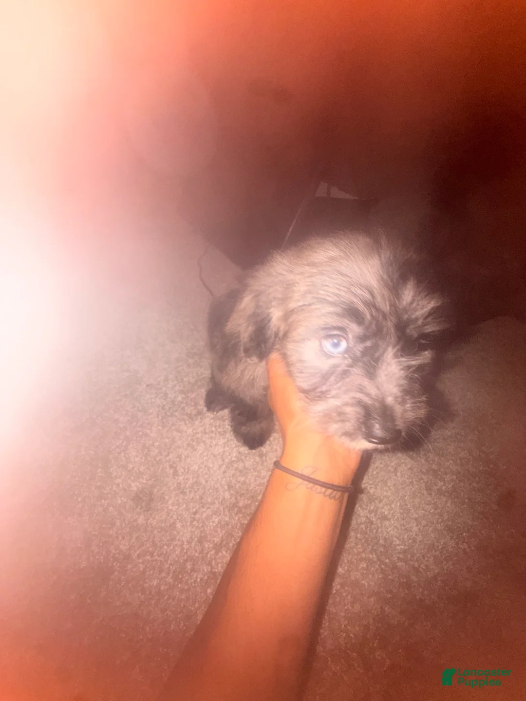 Mini Aussiedoodle dogs for sale: Mini Aussiedoodle(Athena) - Ad 1