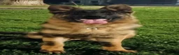 German Shepherd dogs for sale: German Shepherd 7 - Ad 13