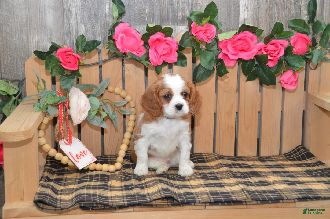 Cavalier King Charles Spaniel dogs for sale: Devon - Ad 3