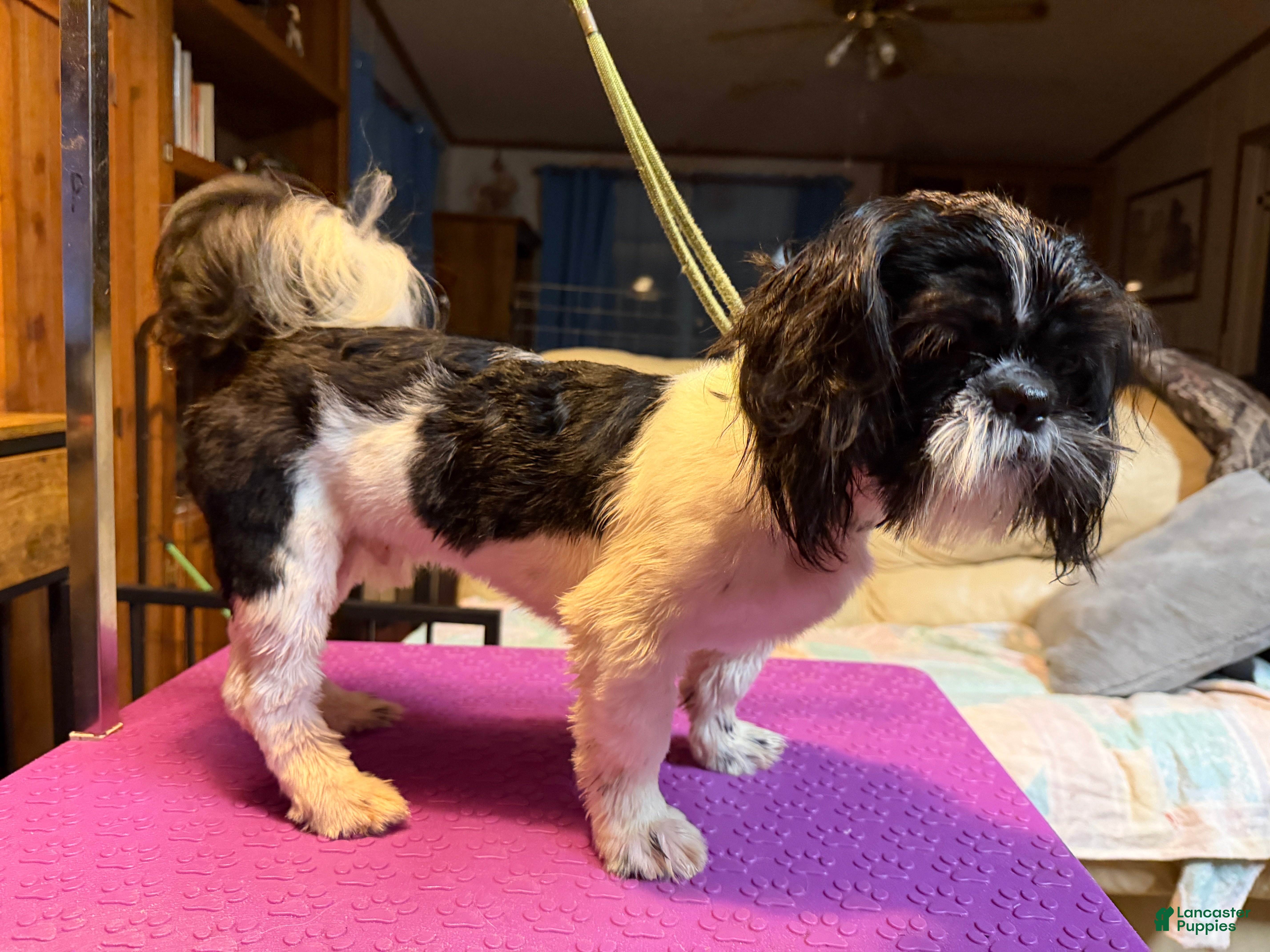 Shih Tzu dogs Rex  - Ad 2