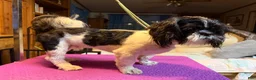 Shih Tzu dogs for sale: Rex  - Ad 2