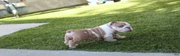 English Bulldog dogs for sale: English Bulldog Puppy 1 - Ad 3