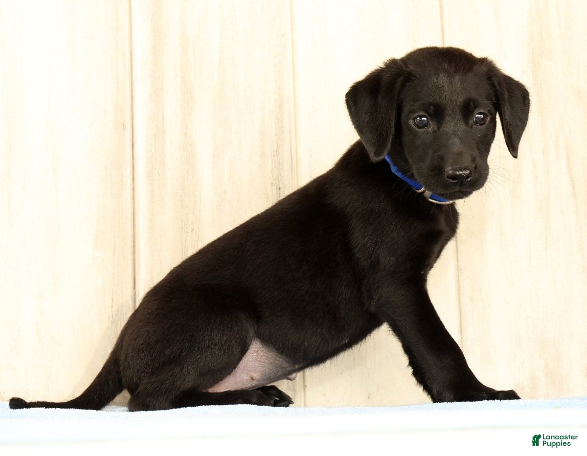 Labrador Retriever dogs Brinly - Ad 2