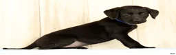 Labrador Retriever dogs for sale: Brinly - Ad 2