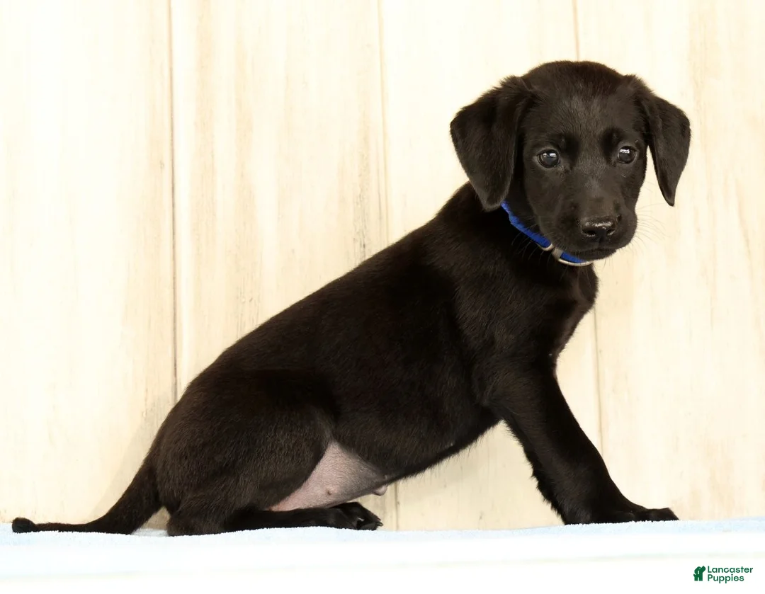 Labrador Retriever dogs for sale: Brinly - Ad 2