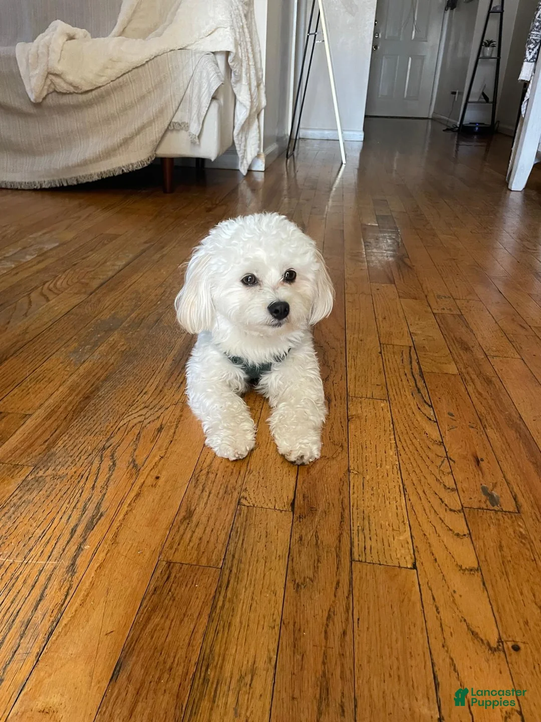 Maltese dogs for stud: coco wants a girlfriend - Ad 2
