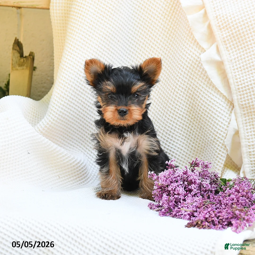 Yorkshire Terrier dogs for sale: Cricket - Ad 5
