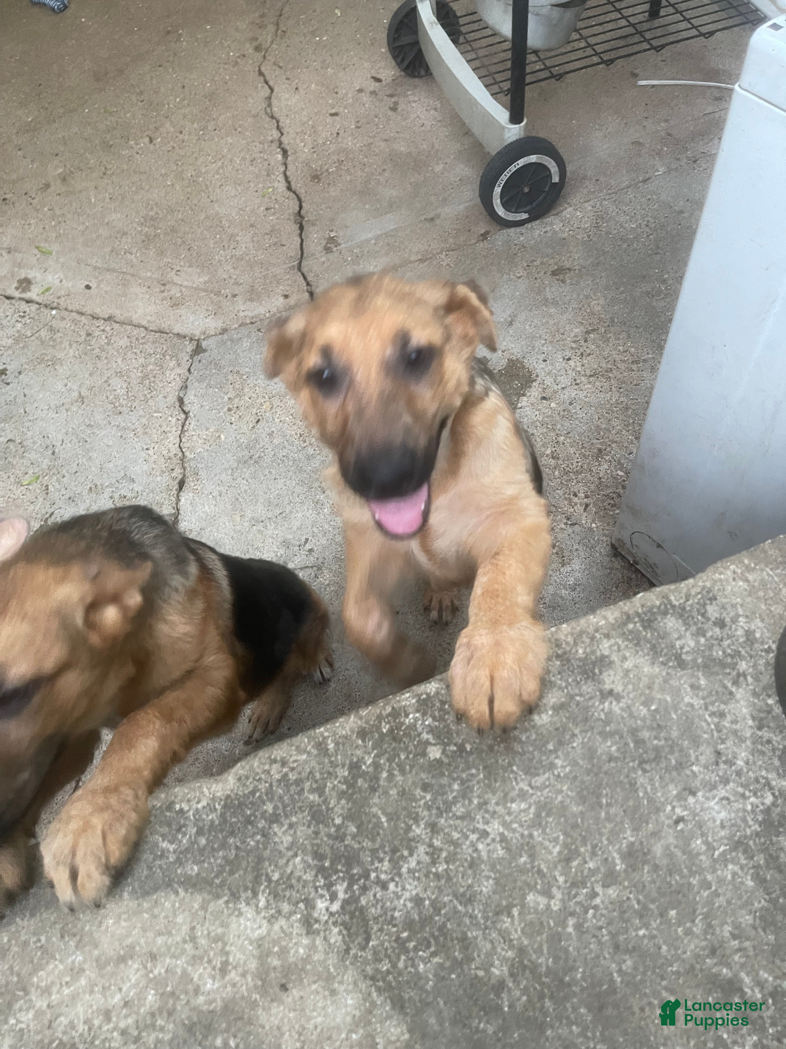 German Shepherd dogs Frack - Ad 1