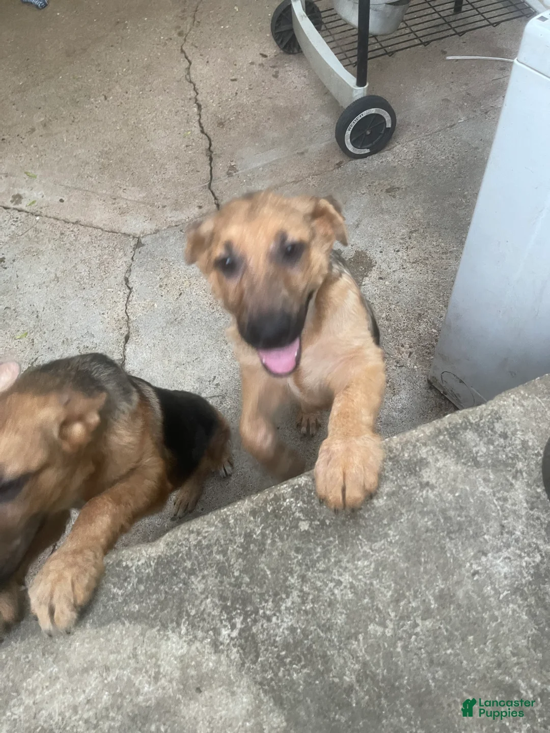 German Shepherd dogs for sale: Frack - Ad 1