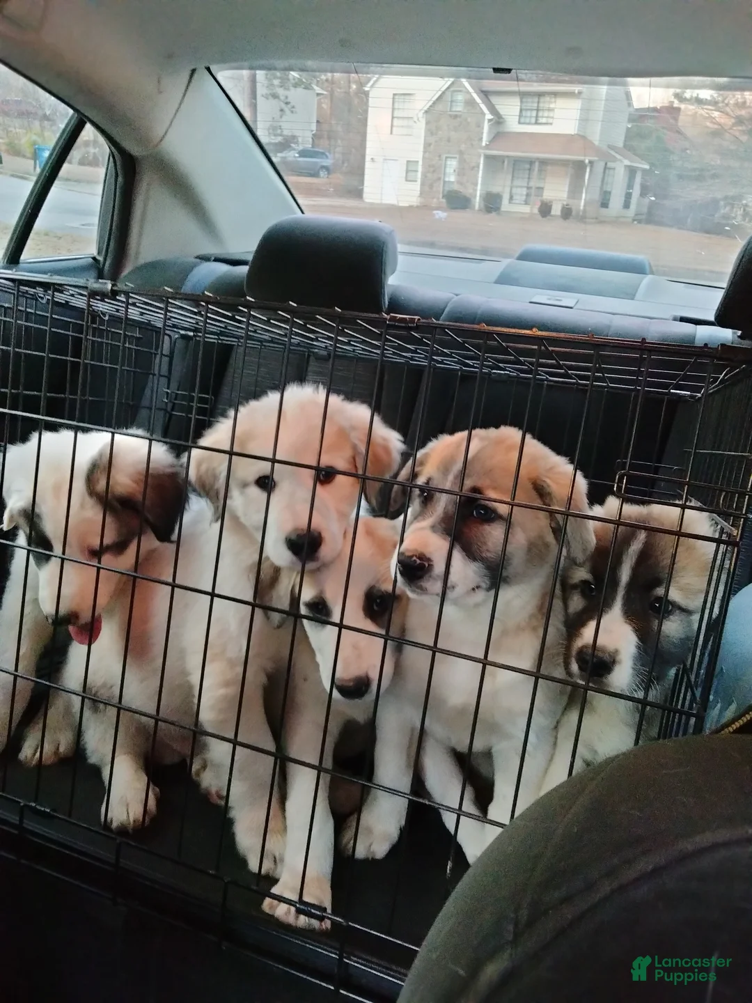 Mixed Breed dogs for sale: Great Pyrenees puppies  - Ad 15