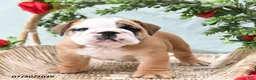 English Bulldog dogs for sale: Timbo - Ad 3
