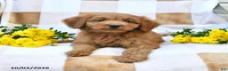 Mini Goldendoodle dogs for sale: Jared - Ad 9
