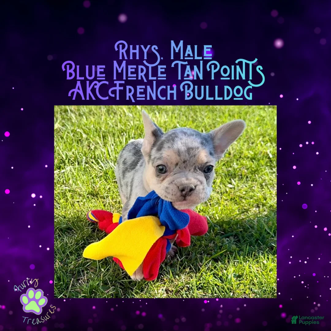 French Bulldog dogs for sale: Rhys, Merle, Male - Ad 1