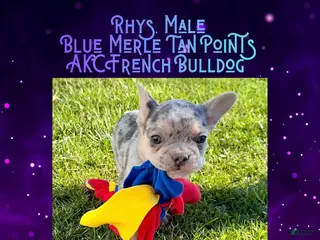 French Bulldog dogs Rhys, Merle, Male - Ad 9