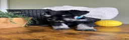 Miniature Schnauzer dogs for sale: Titan - Ad 17