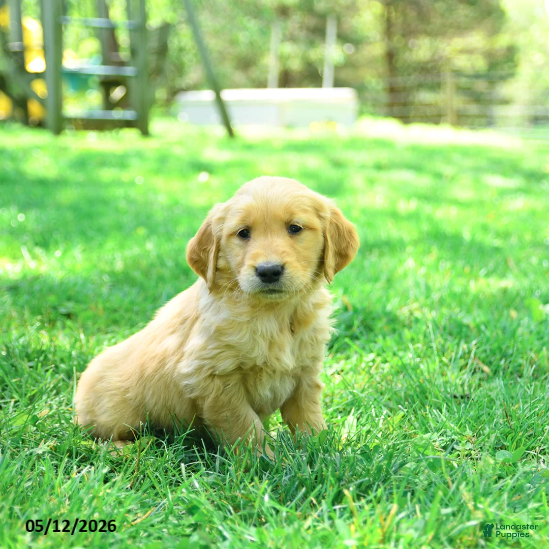 Golden Retriever dogs for sale: Pauper - Ad 1