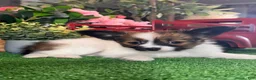 Papillon dogs for sale: Reba - Ad 5