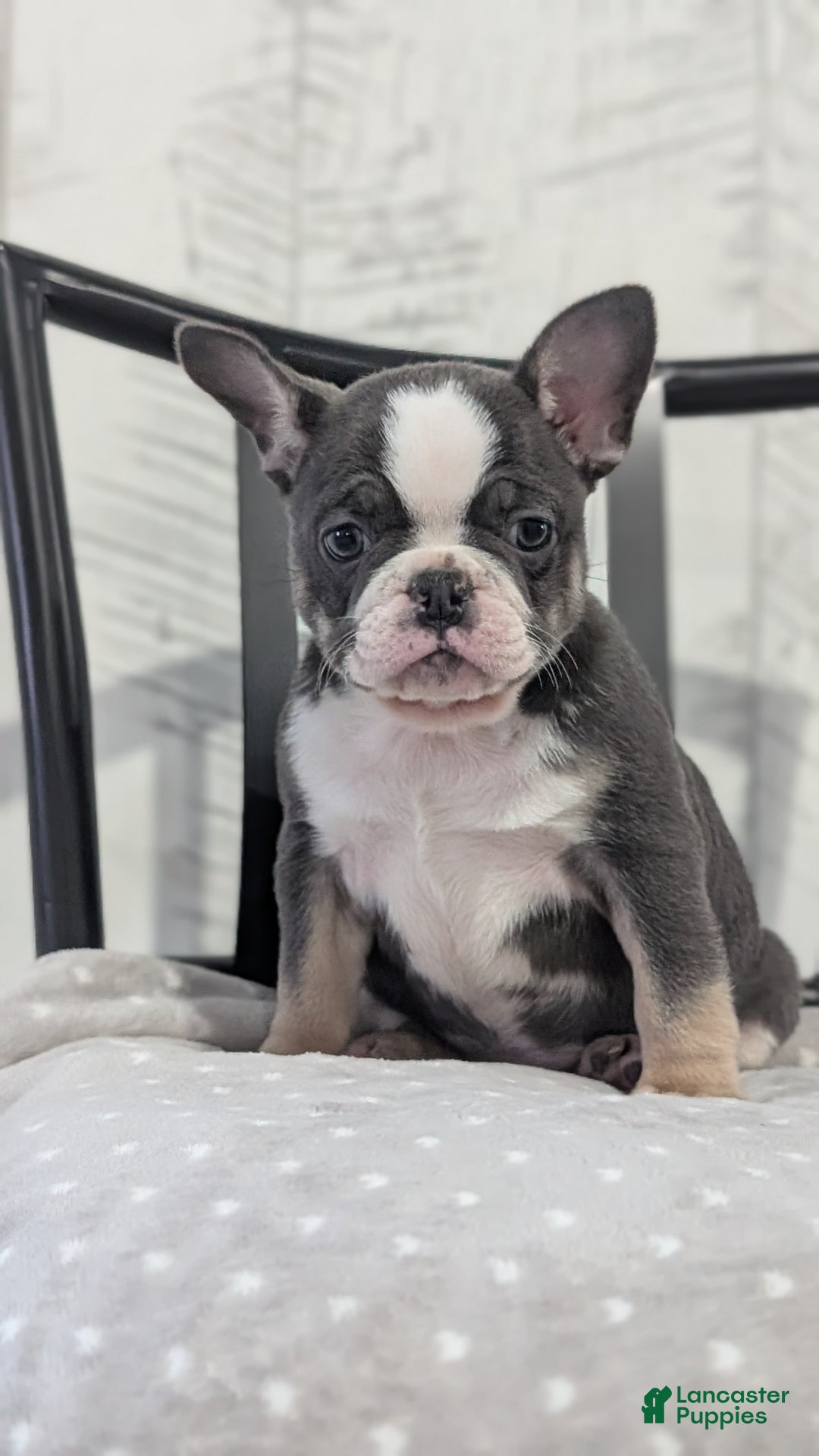 French Bulldog dogs for sale: Xena - Ad 3