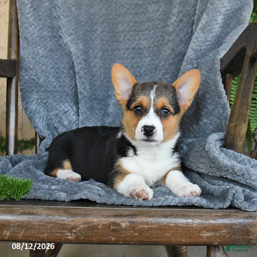 Welsh Corgi Pembroke dogs Flora - Ad 2