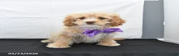 Cavapoo dogs for sale: Zeke - Ad 22