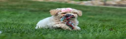 Bichpoo dogs for sale: 🐾 Olive 🐾 - Ad 16