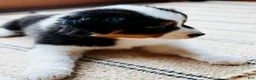 Australian Shepherd dogs for sale: Indy - Ad 2