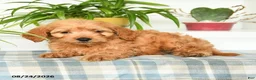 Mini Goldendoodle dogs for sale: Trevor - Ad 3