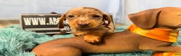 Miniature Dachshund dogs for sale: Champion bred import smooth dapple - Ad 6