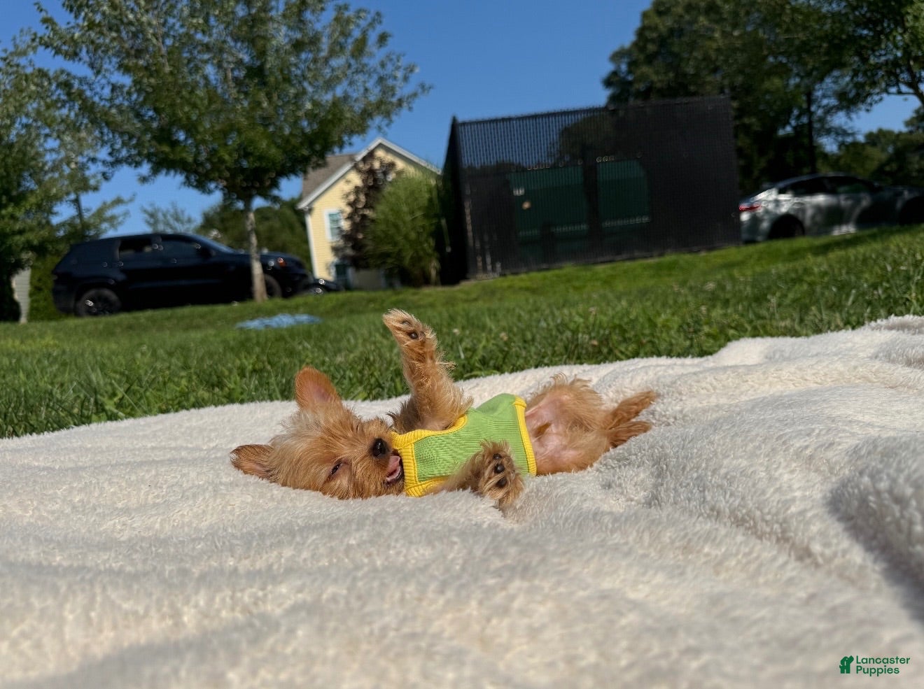 Yorkshire Terrier dogs Yorkshire Terrier 1 - Ad 23