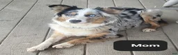 Mixed Breed dogs for sale: Mack - Ad 3