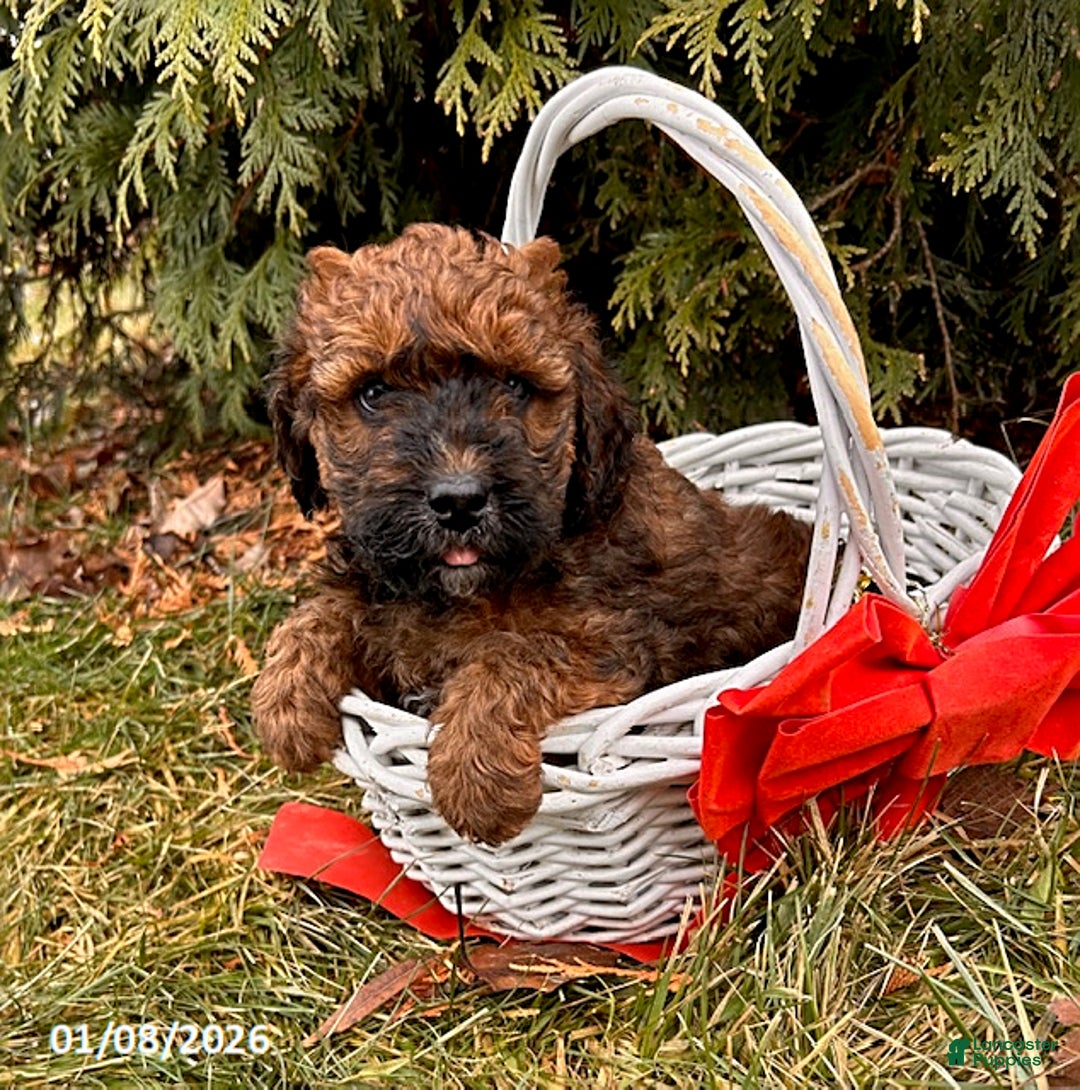 Whoodle dogs for sale: Everly - Ad 3