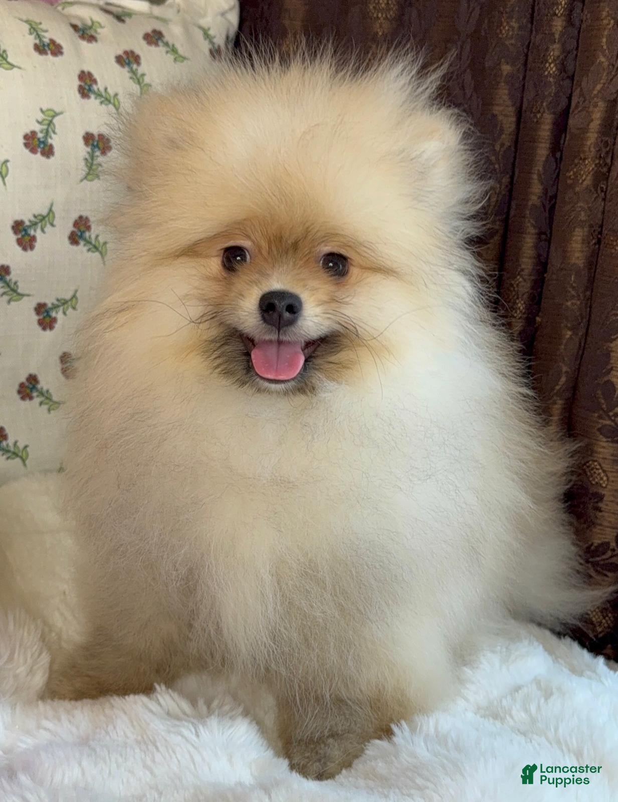 Pomeranian dogs Pomeranian Puppy Teddy - Ad 21