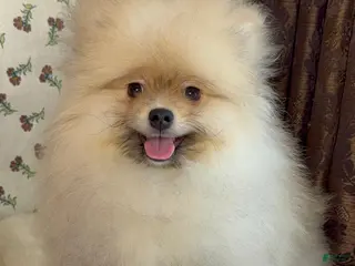 Pomeranian dogs Pomeranian Puppy Teddy - Ad 21